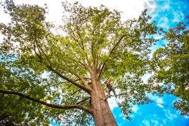 Best Palm Tree Trimming  in Gridley, CA