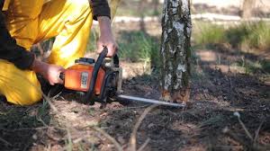 Best Tree Maintenance Programs  in Gridley, CA