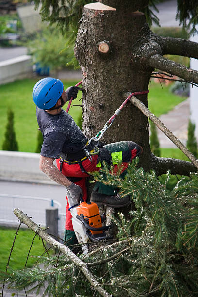 Best Storm Damage Tree Cleanup  in Gridley, CA