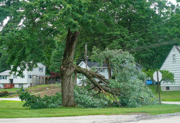 Why Choose Our Tree Removal Services in Gridley, CA?