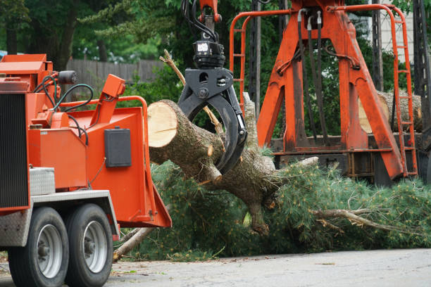 Lawn Drainage Solutions in Gridley, CA